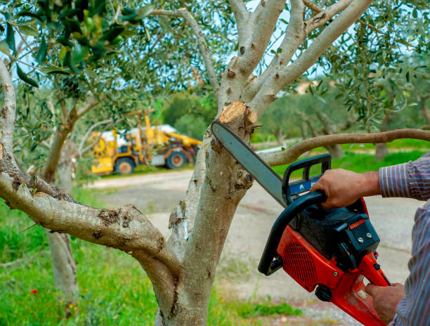 Floris, VA Tree Service Company